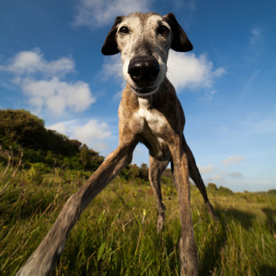 Brandy the Whippet