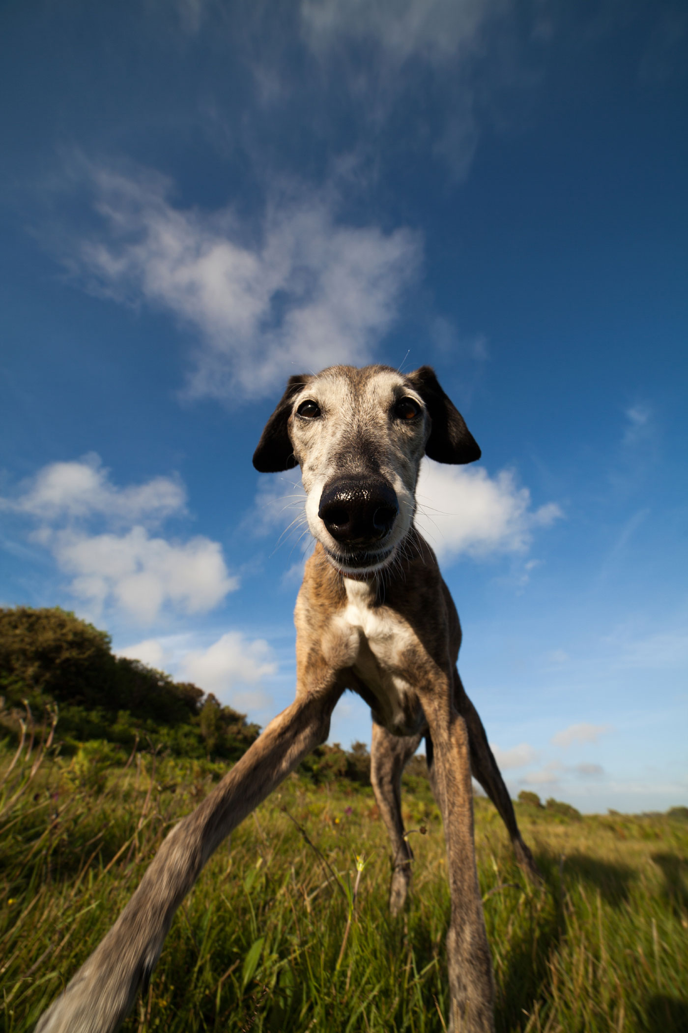 Brandy the Whippet cross