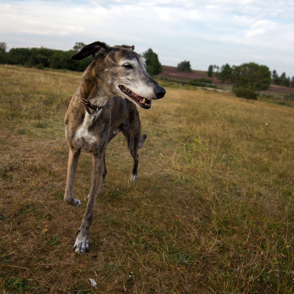 Brandy the Whippet cross