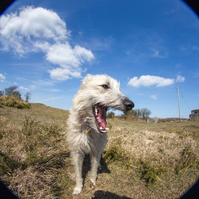 Daisy the lurcher