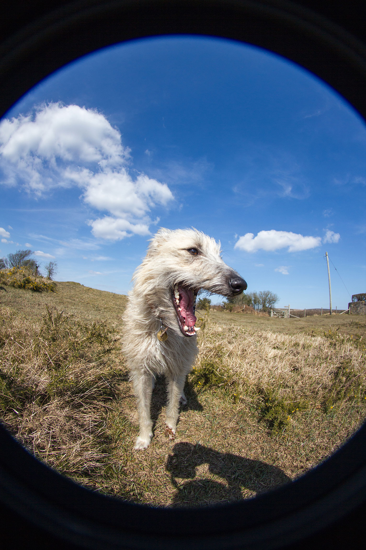 Daisy the lurcher