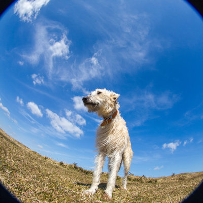 Daisy the lurcher against a blue sky