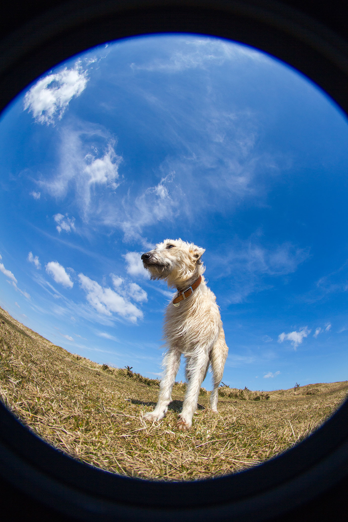 Daisy the lurcher