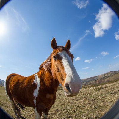 Just a horse