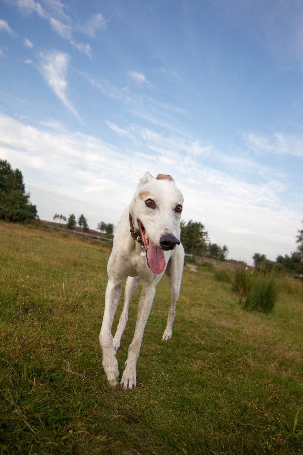 Max the Greyhound