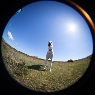 Max the Greyhound