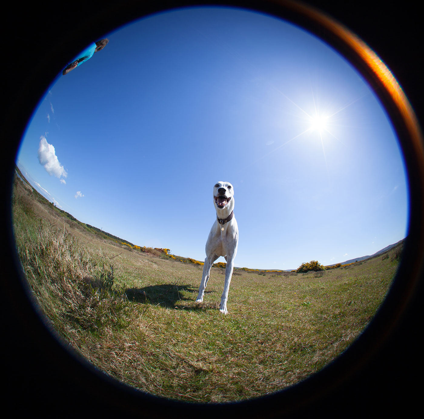 Photo of Max the Greyhound