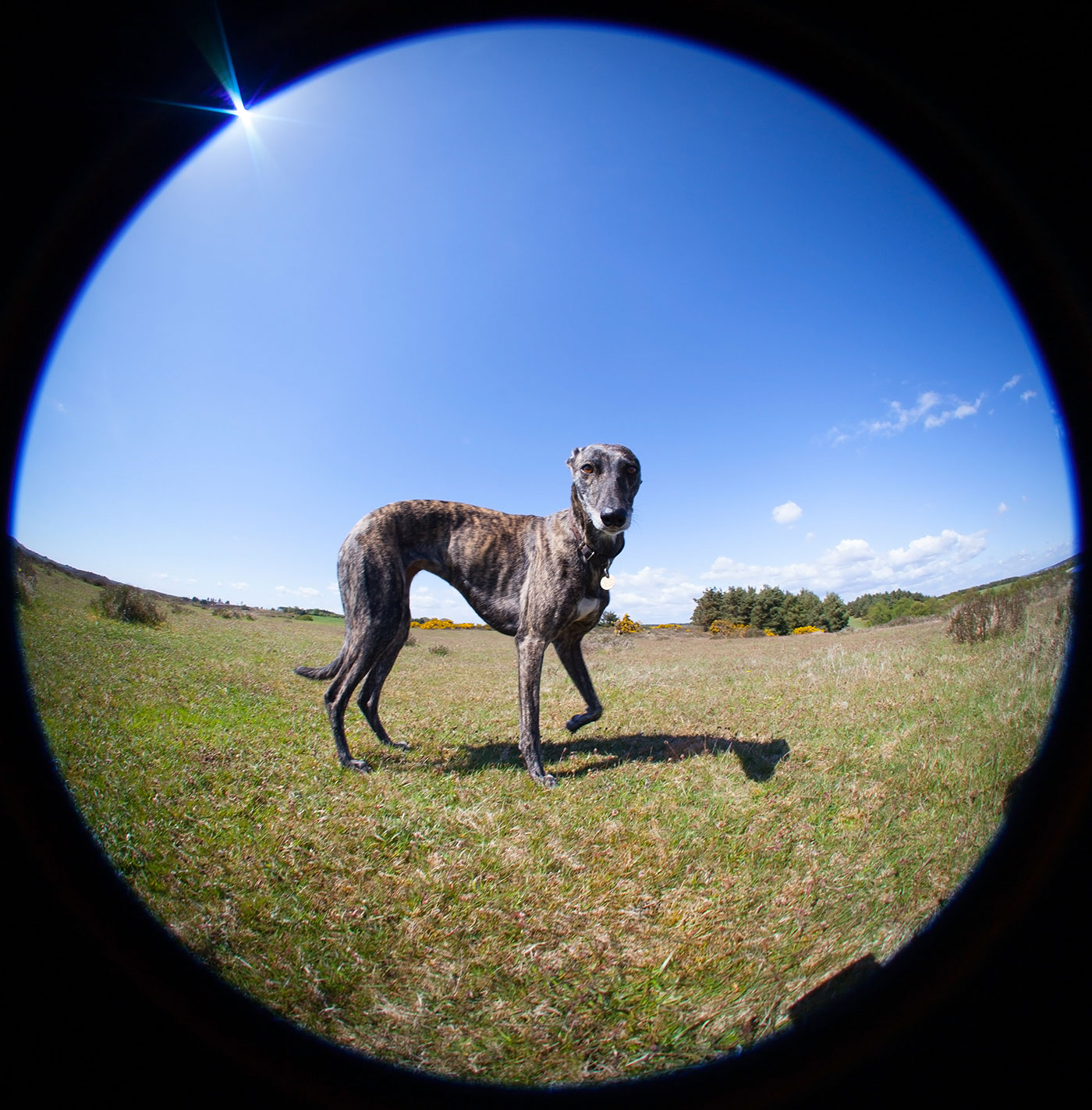 Poppy the whippet cross