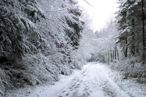 Photo of kingston snowy track